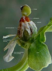  Stamens